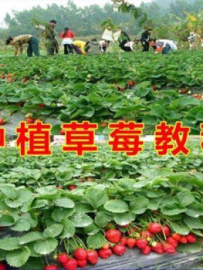 草莓种植技术全套视频教程大全科学培训方法经验大棚栽培教程资料