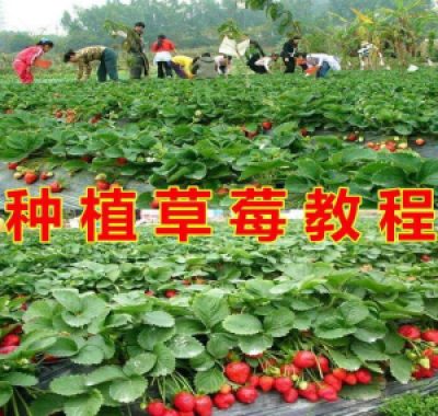 草莓种植技术全套视频教程大全科学培训方法经验大棚栽培教程资料