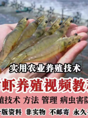 对虾养殖技术视频教学教程水质管理日常养护疾病防治南美白素材